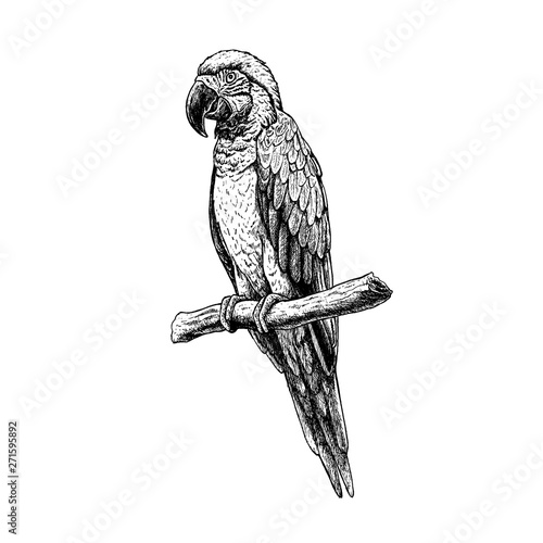 Hand drawn macaw parrot. Vector sketch. Illustration of animal.