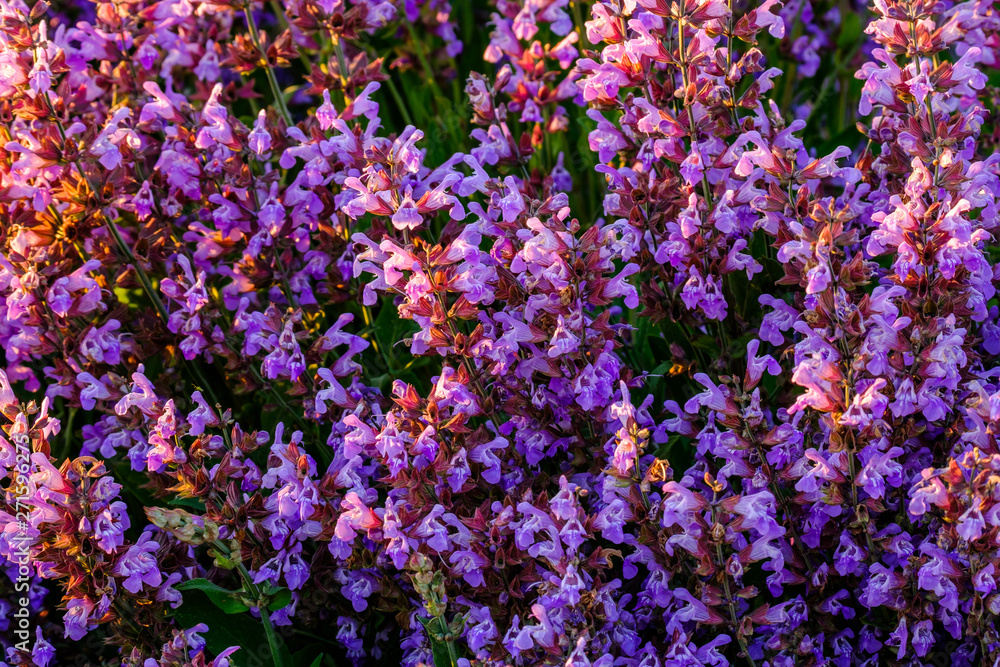Sauge officinale. sur le champ, gros plan. Lumière de coucher de soleil. Provence.