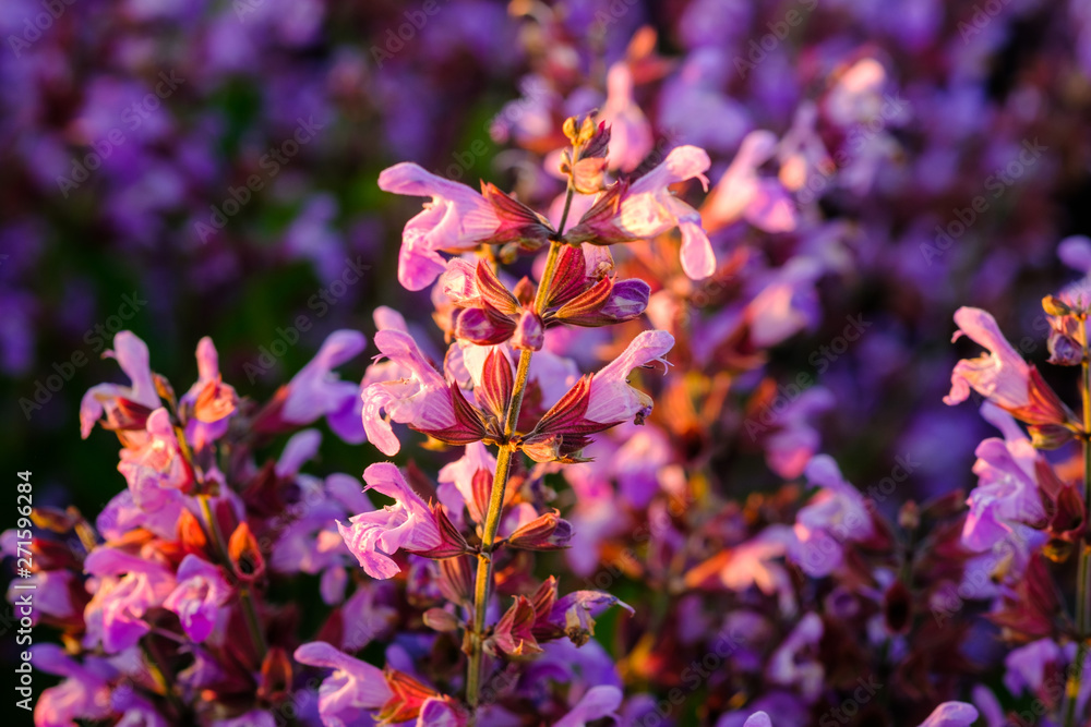 Sauge officinale. sur le champ, gros plan. Lumière de coucher de soleil. Provence, Plateau de Valensole. France.
