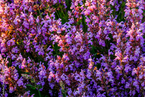Obraz na płótnie Sauge officinale. sur le champ, gros plan. Lumière de coucher de soleil. Provence. w salonie