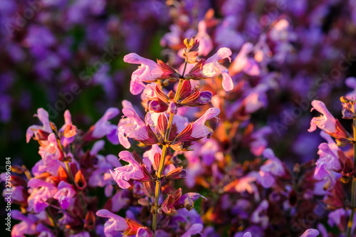 Obraz na płótnie Sauge officinale. sur le champ, gros plan. Lumière de coucher de soleil. Provence, Plateau de Valensole. France. w salonie