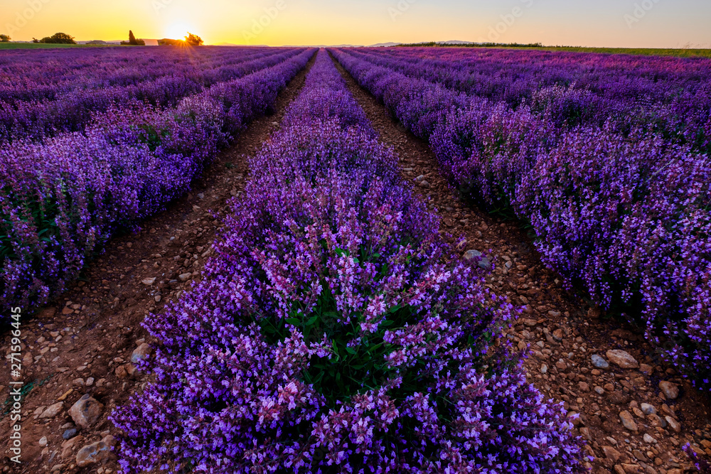 Champ de la sauge officinale. Coucher de soleil. Provence, Plateau de Valensole. France.