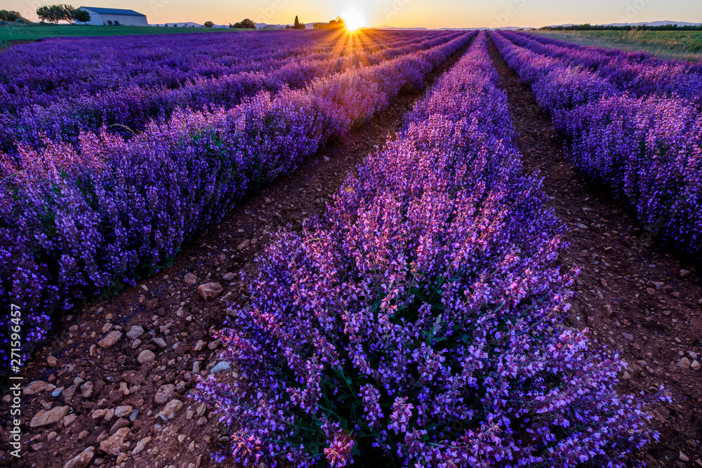 Champ de la sauge officinale. Coucher de soleil. Provence, Plateau de Valensole. France.
