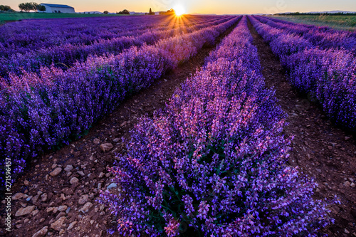 Obraz na płótnie Champ de la sauge officinale. Coucher de soleil. Provence, Plateau de Valensole. France. w salonie