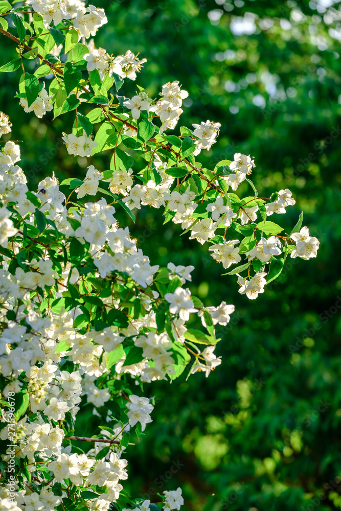 Fleurs de Philadelphus (seringats) ensoleillées.