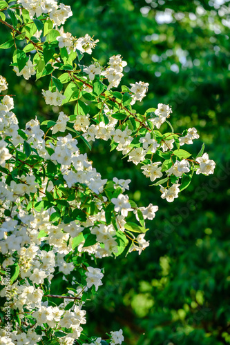 Obraz na płótnie Fleurs de Philadelphus (seringats) ensoleillées. w salonie