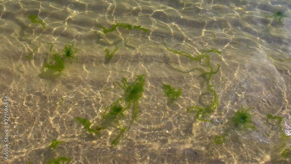 Green seaweed floating underwater in transparent clear sunny water at tropical sandy beach of resort. Real time 4k video footage. Green seaweed floating underwater in transparent clear sunny water at tropical sandy beach of resort. Real time 4k video footage.