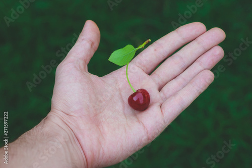 Fresh cherry in a hand