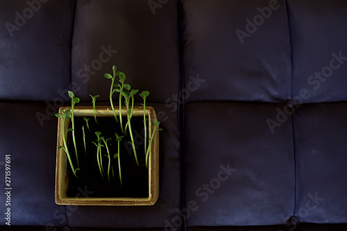young sprouts in a pot / fresh little greens, biology, botany concept © kichigin19