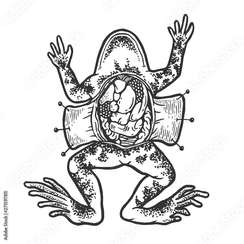 Dissected frog autopsy science experiment sketch line art engraving vector illustration. Scratch board style imitation. Hand drawn image.