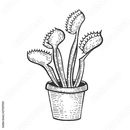 Venus flytrap flower plant sketch engraving vector illustration. Scratch board style imitation. Black and white hand drawn image.