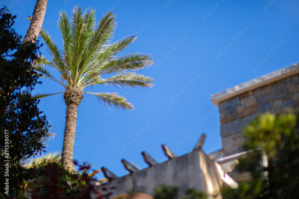 Fototapeta premium A palm tree in the park of the beautiful Spanish city Elche. In the foreground a building in the park with a beautiful roof. Nice weather and blue sky.