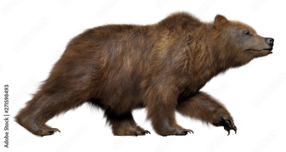 Fototapeta premium 3D Walking Bear isolated on white background