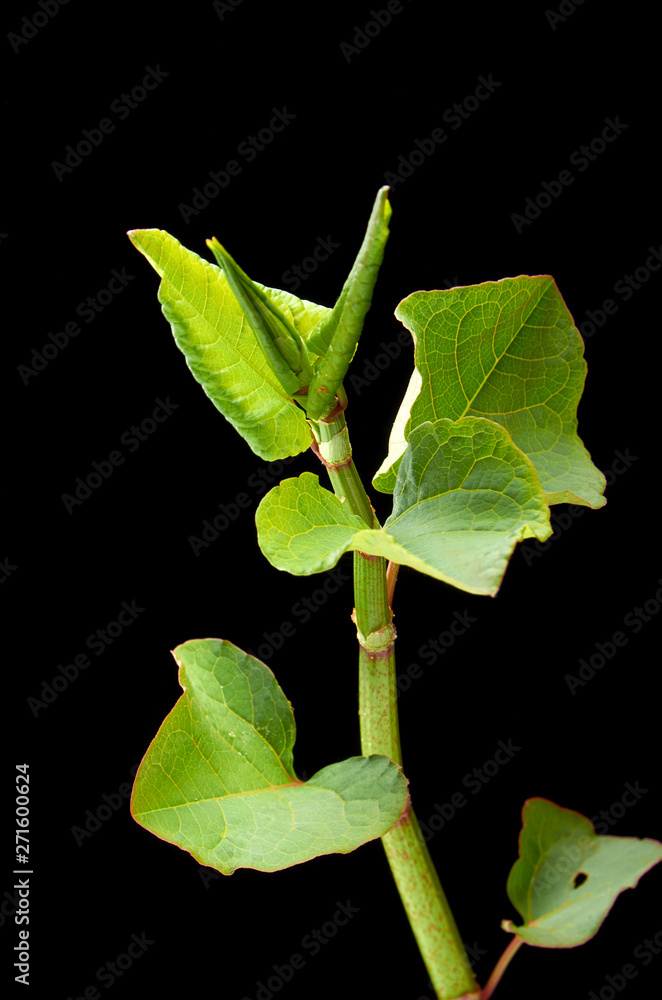 Obraz premium BEAUTIFUL YOUNG LEAVES ON A DARK BACKGROUND