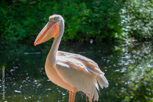portrait of a pelican in natural area