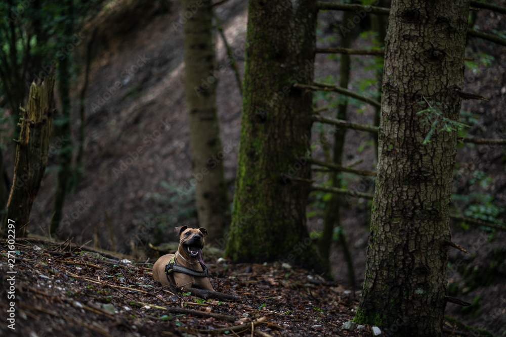 Obraz premium Dog sitting in the forest