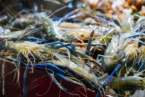 Shrimps in the net