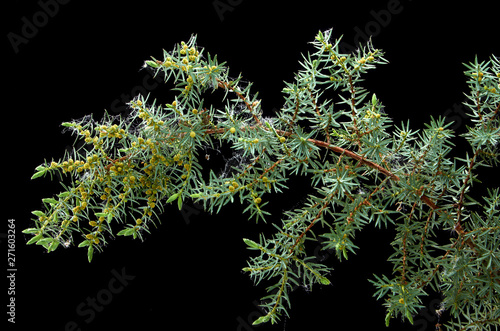 beautiful juniper branch on a dark background