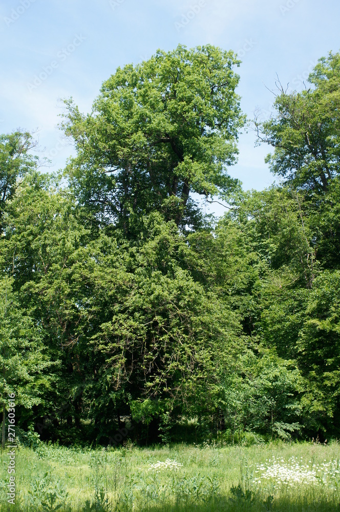 Obraz premium tree