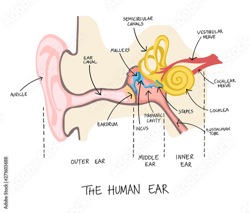 Hand drawn illustration of human ear anatomy.