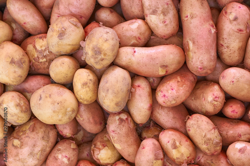 a lot of fresh ripe new potatoes background a lot of fresh ripe new potatoes background