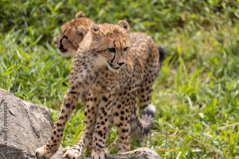 Fototapeta premium チーターの子ども 多摩動物公園, 東京, 日本