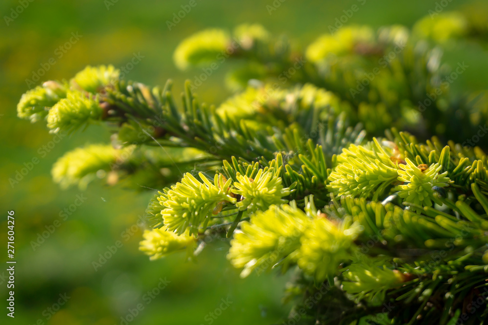 Fresh green needles on a conifer in spring