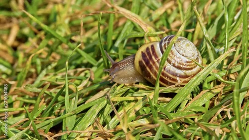 A banded snail overcomes a blade of grass as an obstacle