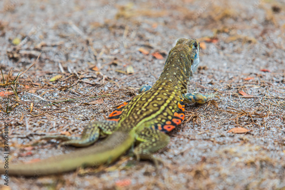 The asia iguana on the lawn. The asia iguana on the lawn.