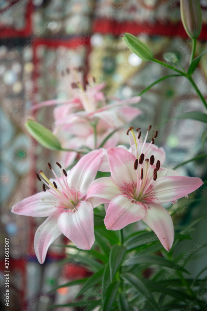 Pink and white lillies on a porch in Washington, DC.