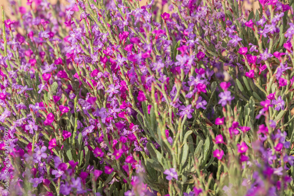 Naklejka premium Small pink flowers background