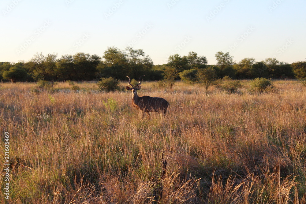 Naklejka premium African buck