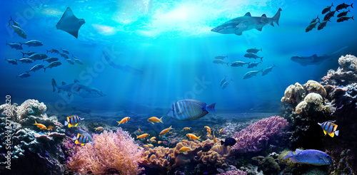 Underwater view of the coral reef. Life in the ocean. School of fish.