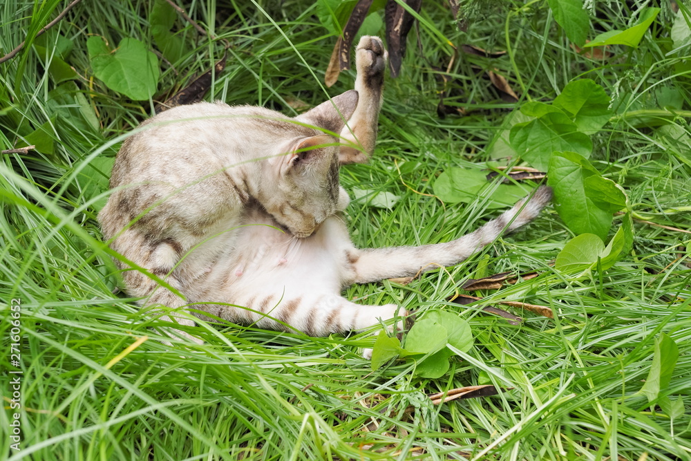 a cute grey cat resting on green grass with green nature blurred background. a cute grey cat resting on green grass with green nature blurred background.