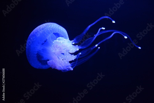 Jellyfish under the water