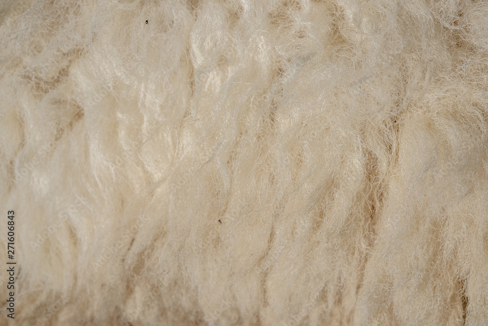 Wool sheep closeup for background ,Raw wool background. Also softness, warmness concept. Wool sheep closeup for background ,Raw wool background. Also softness, warmness concept.