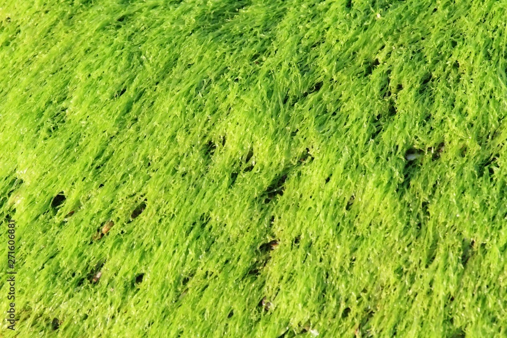Close up of green marine alga. Alga background, wet kelp at low tide. Close up of green marine alga. Alga background, wet kelp at low tide.