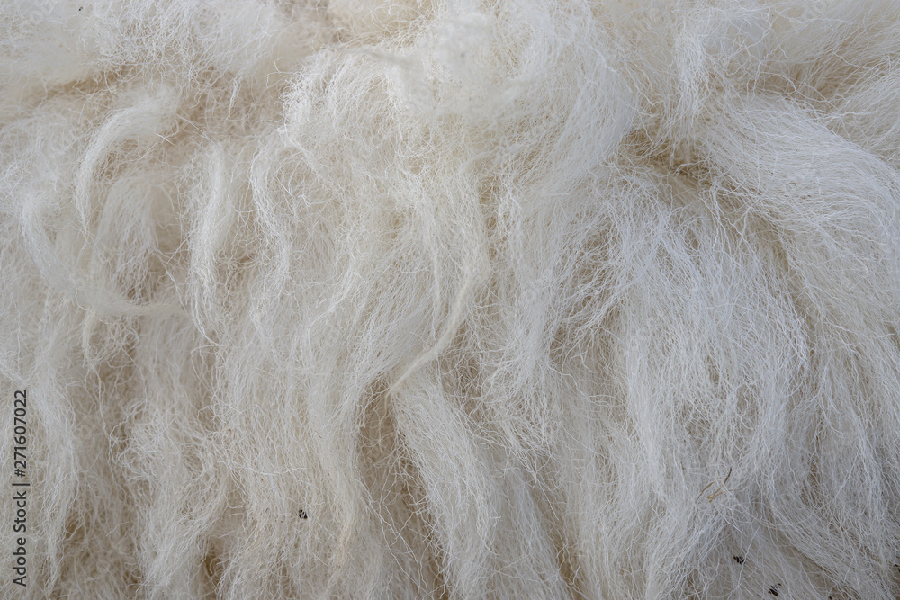 Wool sheep closeup for background ,Raw wool background. Also softness, warmness concept. Wool sheep closeup for background ,Raw wool background. Also softness, warmness concept.