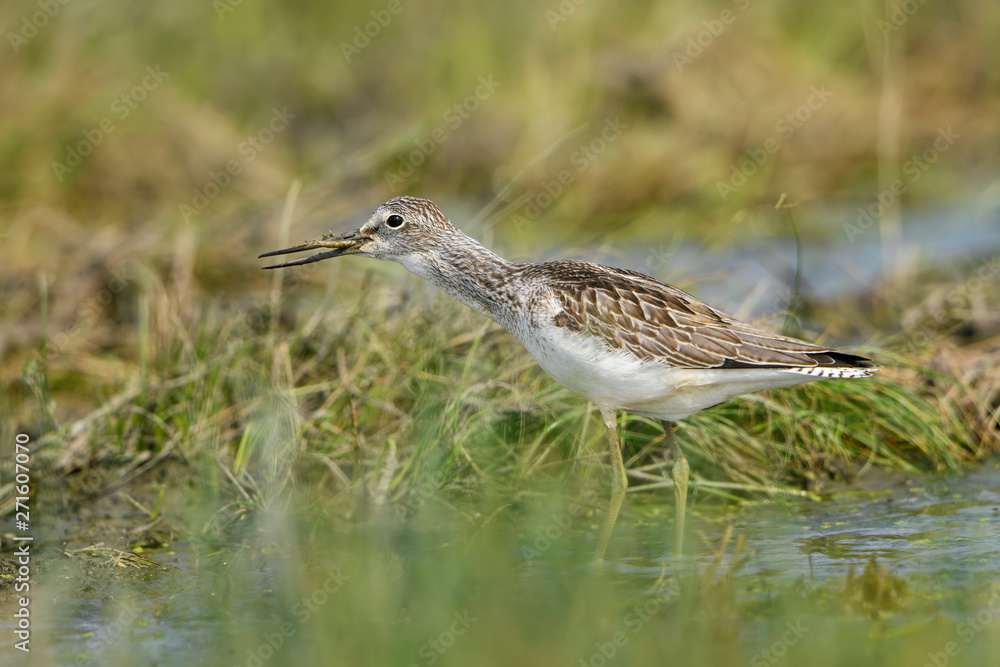 Common Greenshank - Tringa nebularia, shore water bird common in European swamps and fresh waters, Hortobagy National Park, Hungary. Common Greenshank - Tringa nebularia, shore water bird common in European swamps and fresh waters, Hortobagy National Park, Hungary.