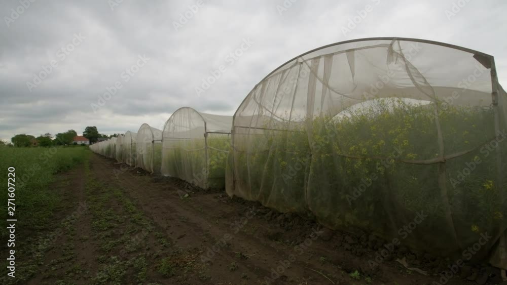 Organic sustainable growing oilseed rape experiment in controlled condition,s Organic sustainable growing oilseed rape experiment in controlled condition,s