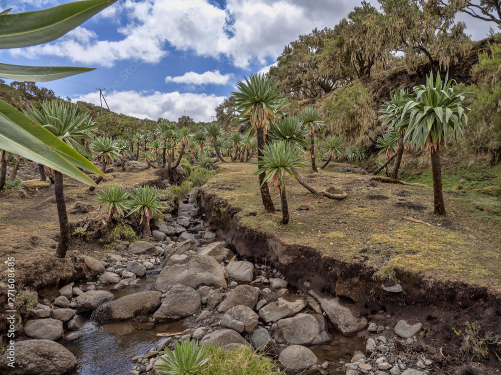 Stream with Lobelia Lobelia rhynchopetalum in Simien Mountains National Park, Ethiopia