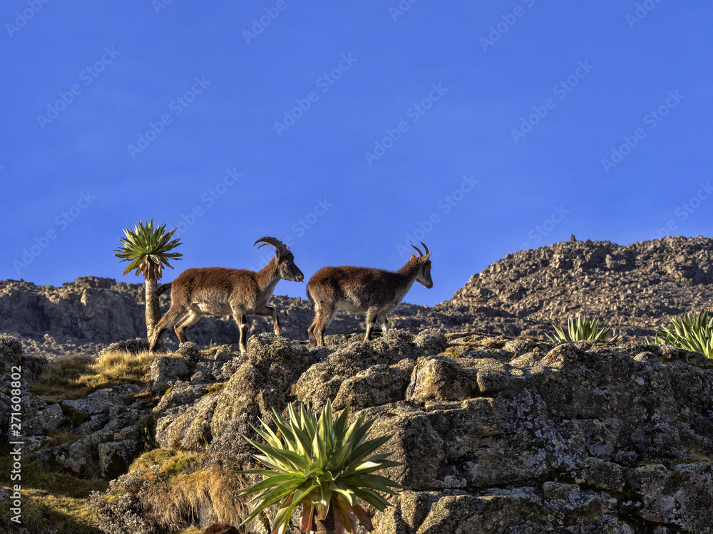 A herd of very rare walia ibex, Capra walie in high in the mountains of Simien mountains national park, Ethiopia. A herd of very rare walia ibex, Capra walie in high in the mountains of Simien mountains national park, Ethiopia.