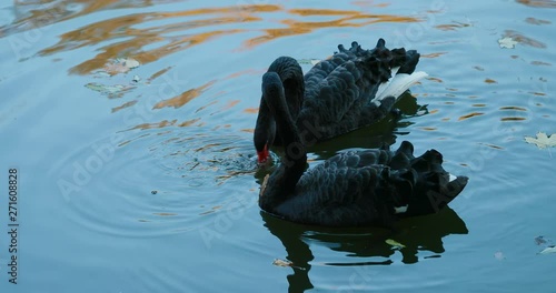 A pair of beautiful black swans swimming on an autumn lake. Birds move gracefully across the water in search of food. Shot on Canon 1DX mark2 4K camera photo