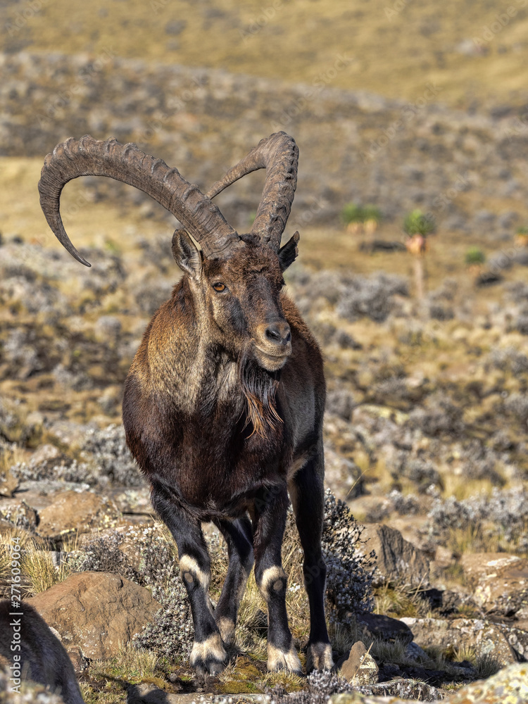 Large male rare Walia ibex, Capra walie in high mountains of Simien mountains national park, Ethiopia.