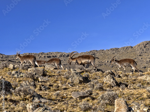 A herd of very rare walia ibex, Capra walie in high in the mountains of Simien mountains national park, Ethiopia.