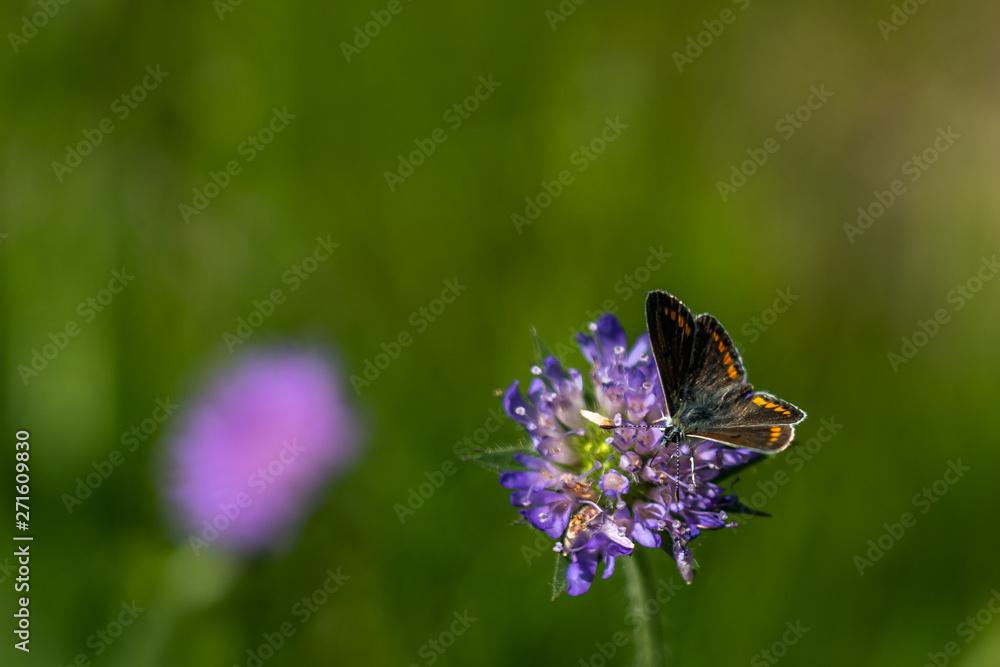 close up of butterfly in saxon switzerland, germany close up of butterfly in saxon switzerland, germany