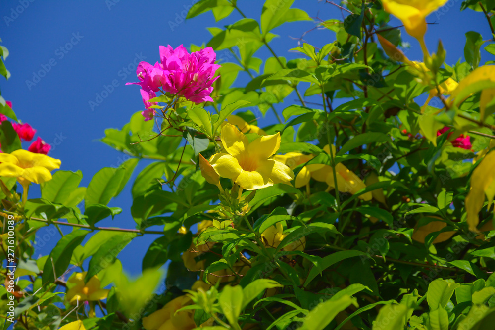 Crazy colors of tropical flowers Crazy colors of tropical flowers