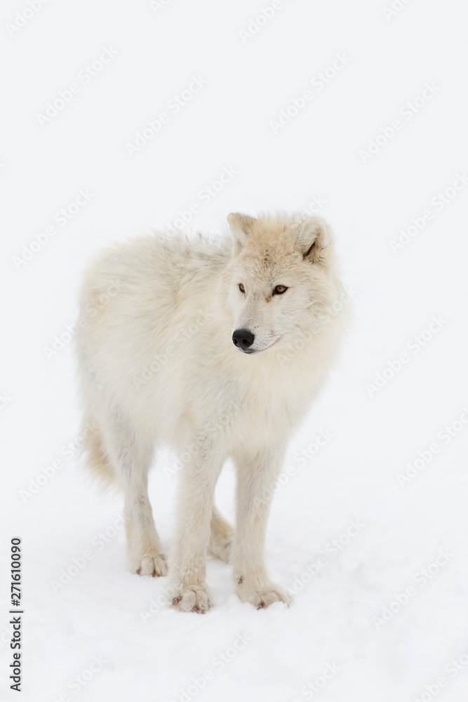 Fototapeta premium Arctic wolf isolated on white background walking in the winter snow in Canada