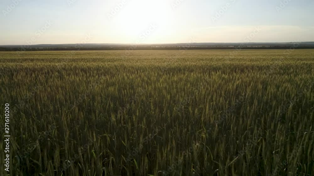 Wheat field in the evening sunset, agriculture concept. Healthy food, organic food Wheat field in the evening sunset, agriculture concept. Healthy food, organic food