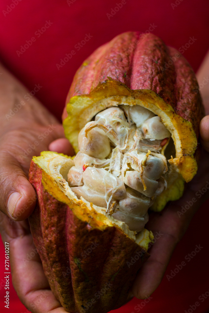 Fotografie Fresh cacao beans, Oreba organic cacao, Oeste Arriba River, Ngabe Ethnic Group,
